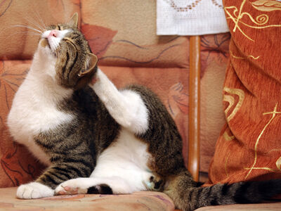 4 Signs of Seasonal Allergies in Pets